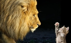 Lion_vs-cat